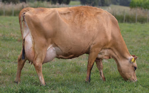 Dam of LIC Jersey bull 318001 Okura Pepper Lucca