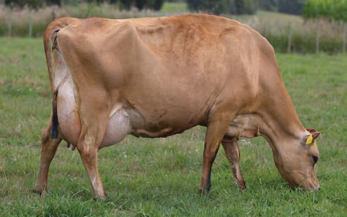 Dam of LIC Jersey bull 318001 Okura Pepper Lucca