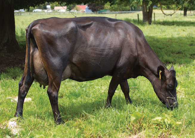 Dam of KiwiCross bull 519062 Arkans Barrier