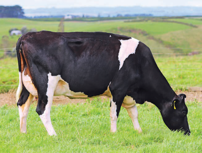 LIC bred Holstein-Friesian dairy cow