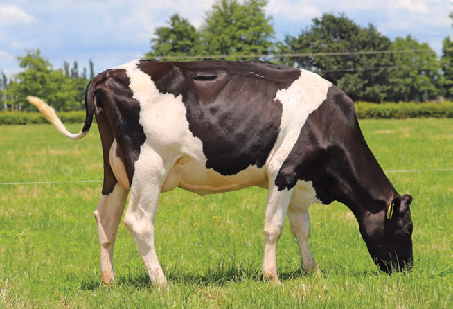 Daughter of 119041 Royson MG Currency S3F