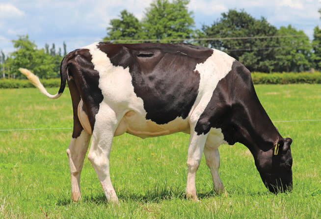 Daughter of 119041 Royson MG Currency S3F