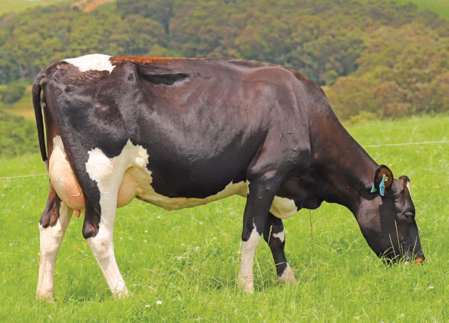 Daughter of KiwiCriss bull 519020 Paynes Professor-ET