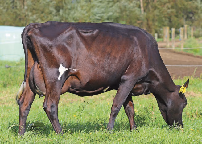 Daughter of KiwiCross bull 519034 Gordons Flash-Gordon
