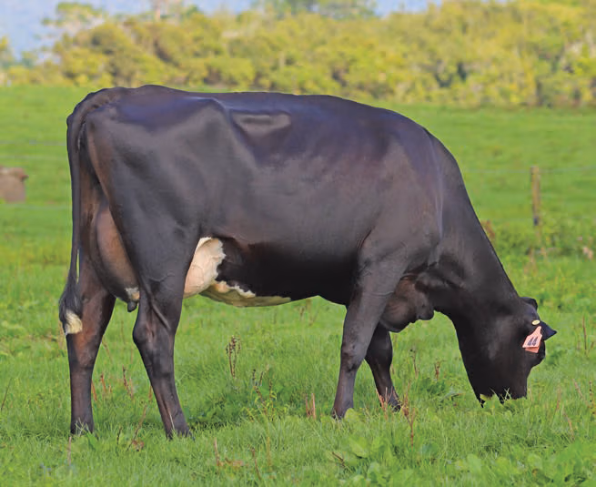 Daughter of KiwiCross bull 519072 Rhantana Outlook-ET