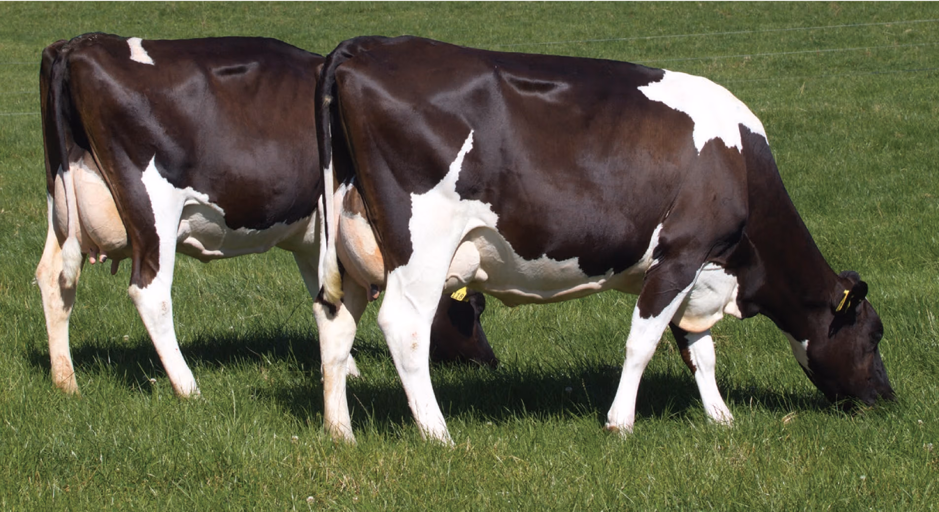 LIC Holstein-Friesian