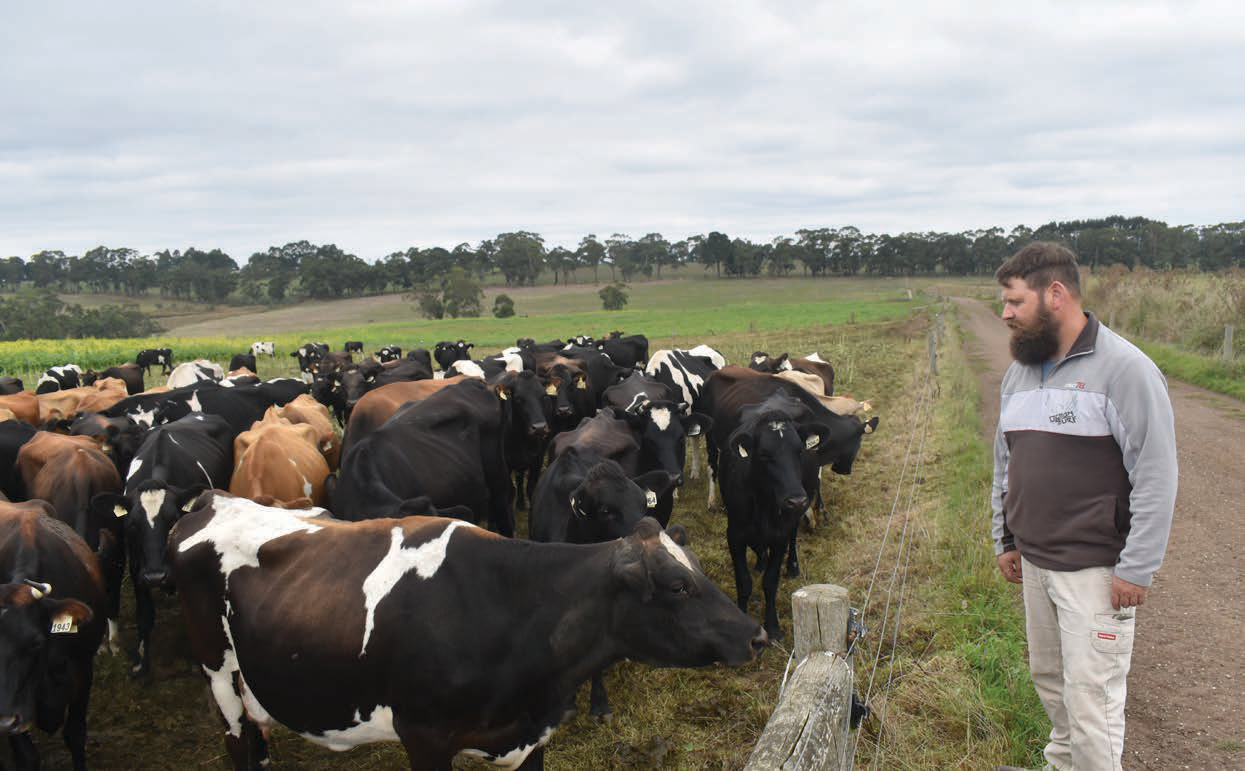 Australian dairy farmer Simon Scott has never strayed from LIC genetics