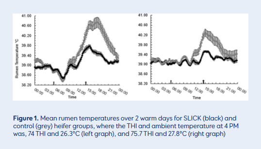 The SLICK gene had  
a lower rumen temperature  
(0.5-1.0°C) compared to their  non-SLICK control heifers when  the Temperature Humidity Index 
(THI) exceeded 73 (around an ambient temperature of 26ºC  and a humidity of 60%).