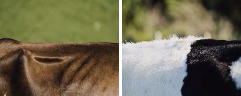 SLICK heat tolerant coat compared vs regular coat