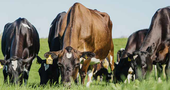 SLICK cows at LIC's Innovation Farm