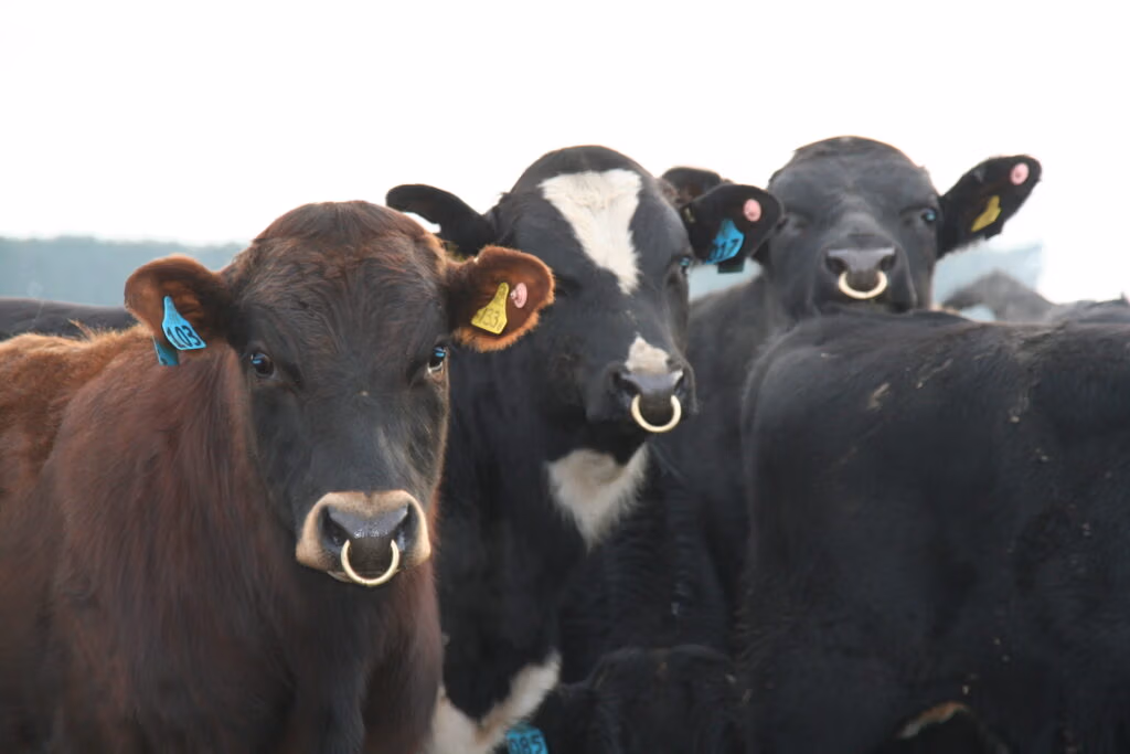 Breeding high performance dairy cows