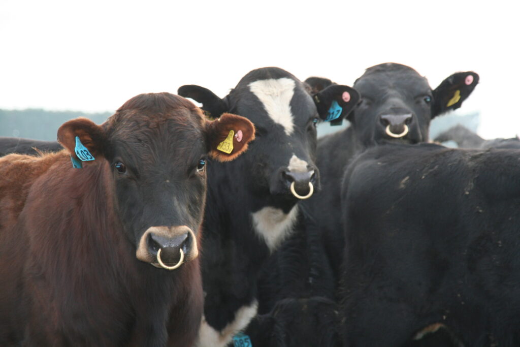 Breeding high performance dairy cows