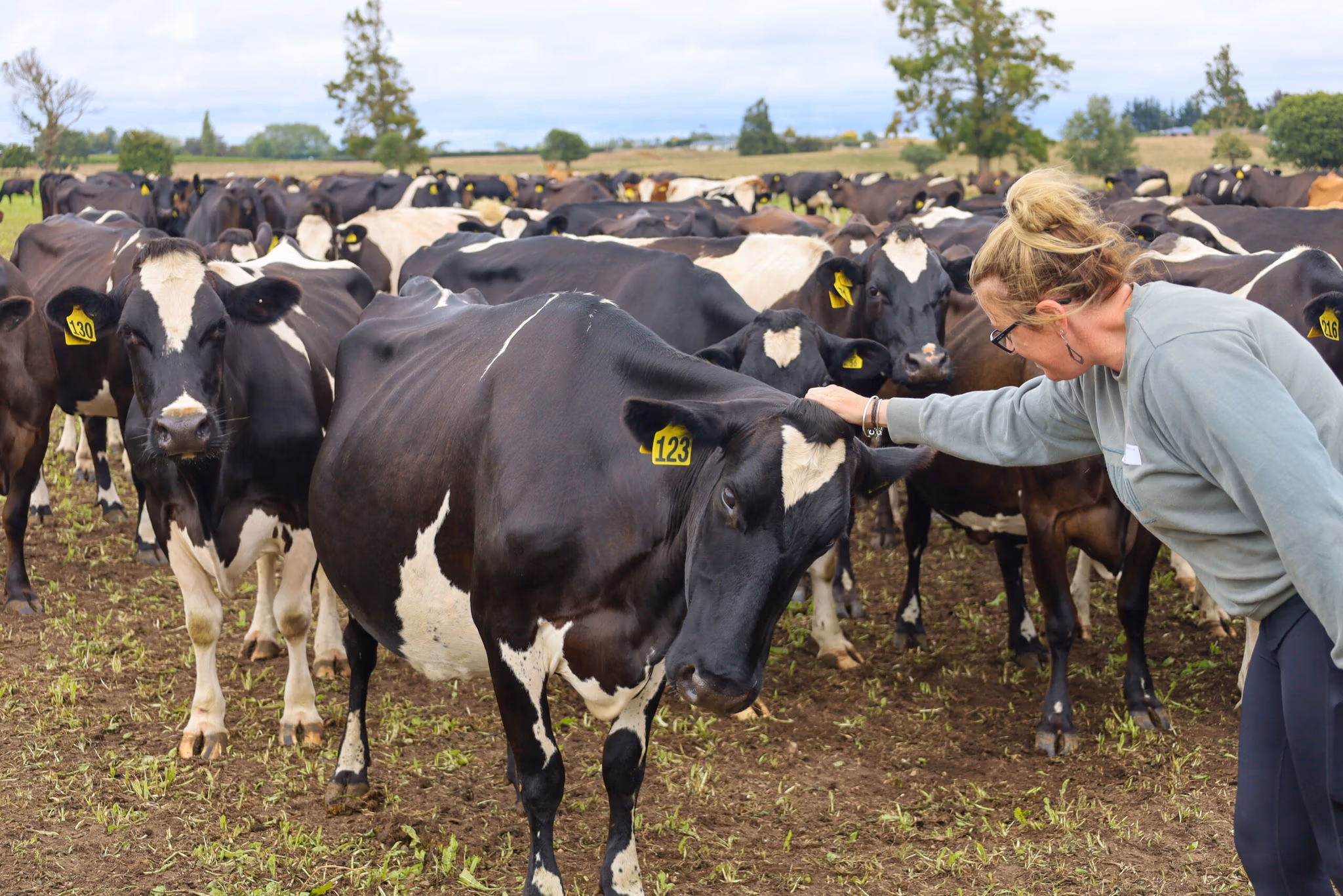 NZ farm tour: The cows lined up for a scratch at Emma Gardiner's farm in Gordonton