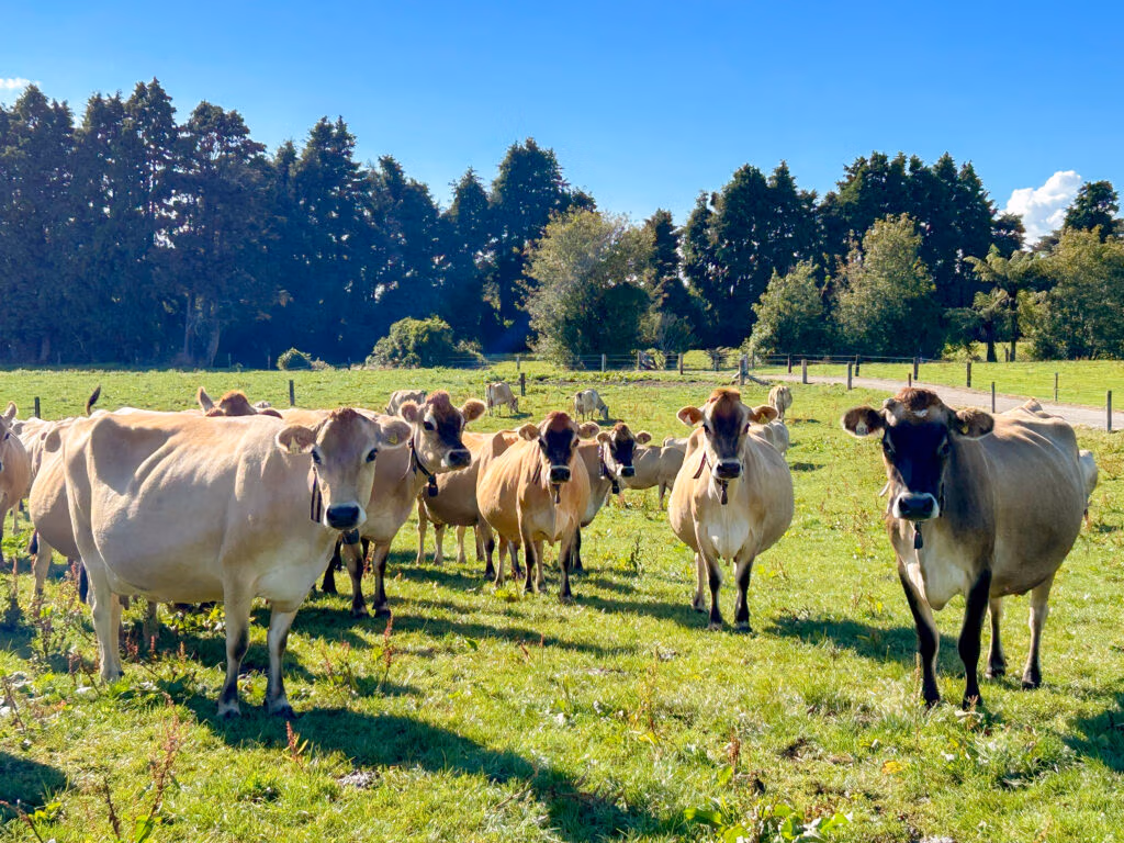 The Aussie farmers were impressed with the big Jerseys they saw in New Zealand