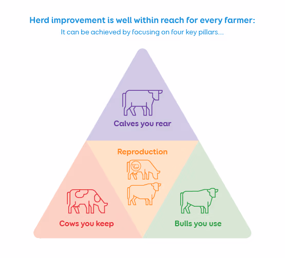 Herd improvement is well within reach for every farmer