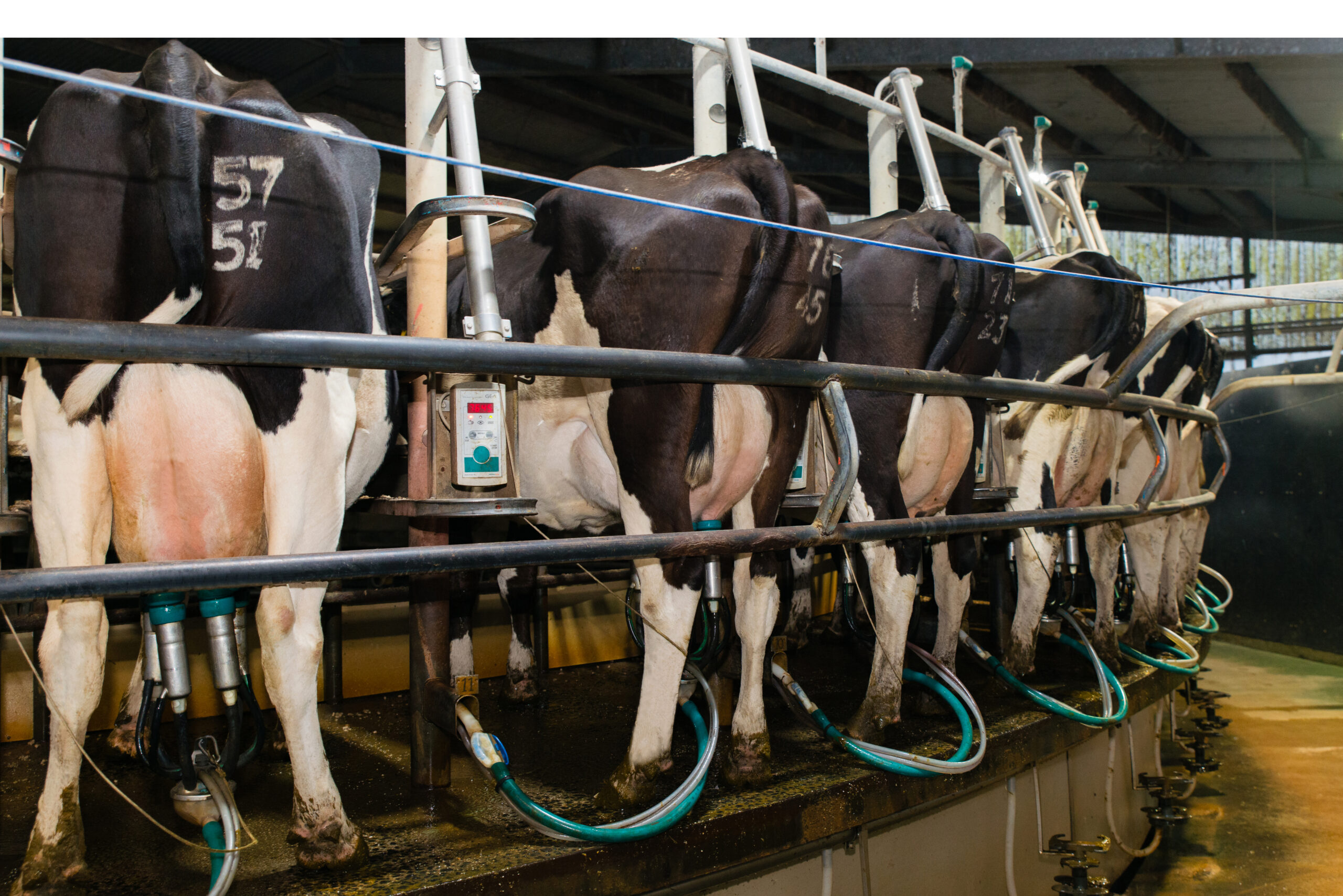 Milking speed is a key factor in Greg’s culling criteria