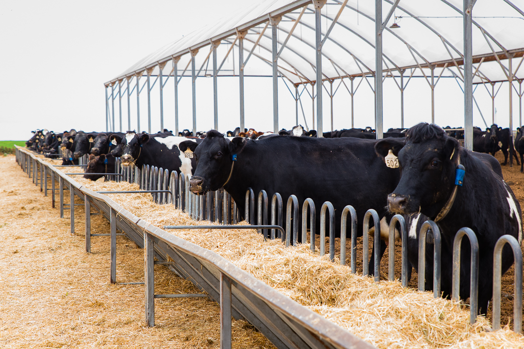 The LIC Holstein Friesian herd are well-fed and high producing