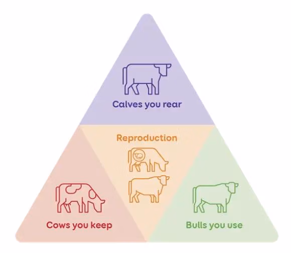 LIC herd Improvement pillars