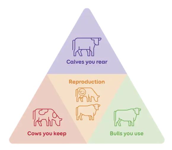 LIC herd Improvement pillars
