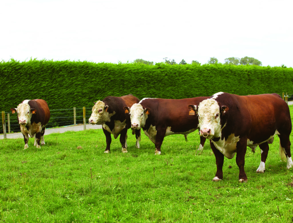 SGL - Short gestation length semen