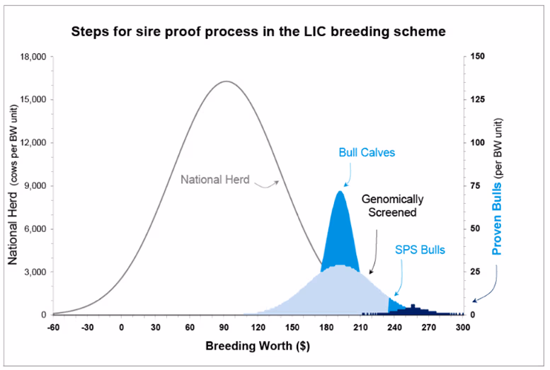 Sire proof process steps in the LIC breeding scheme