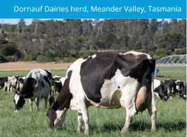 Dornauf Dairies - a stop on LIC's Tasmania farmer tour