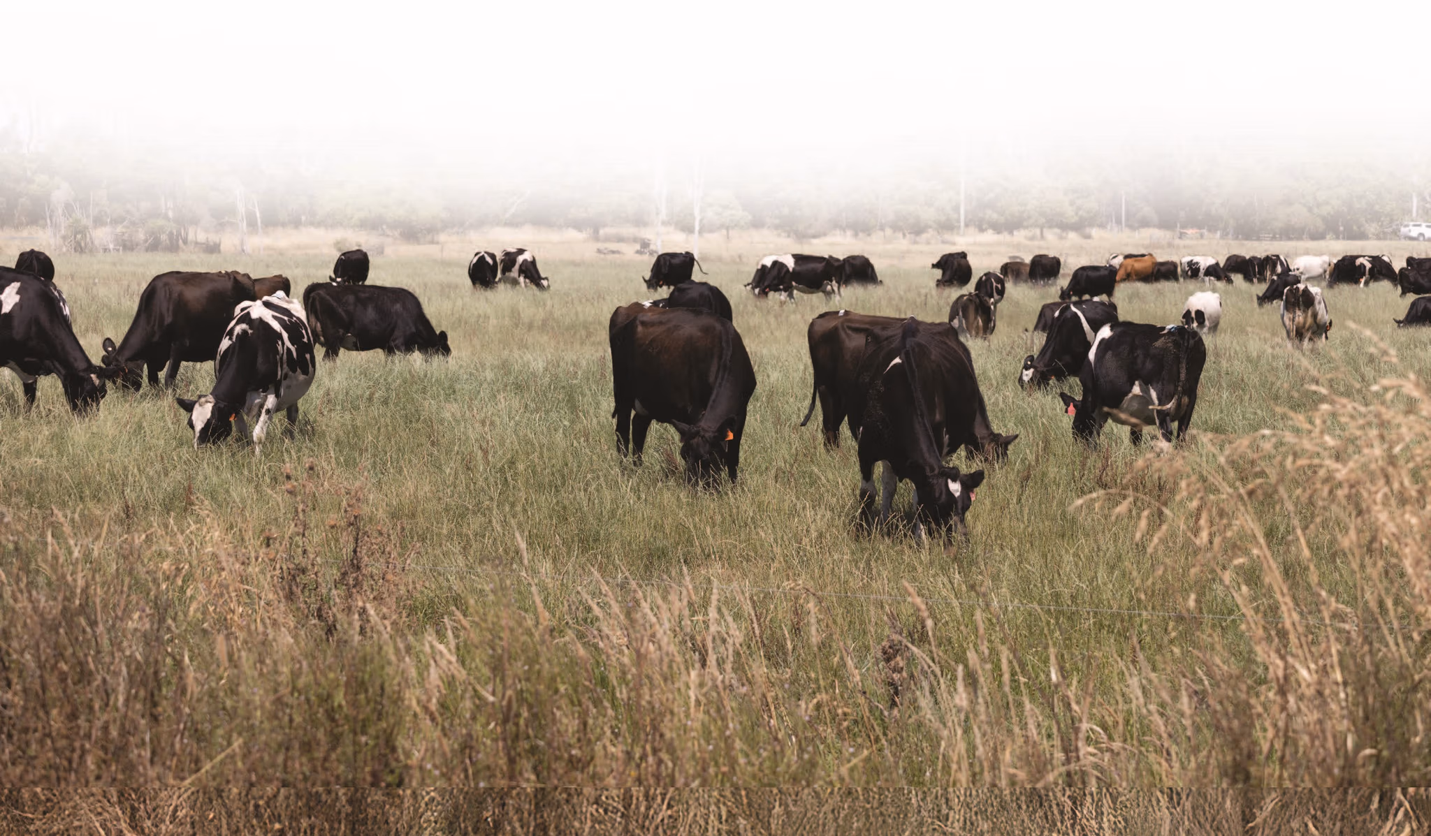 Rowan Priest & Rob Gair’s sharefarming journey in Tasmania