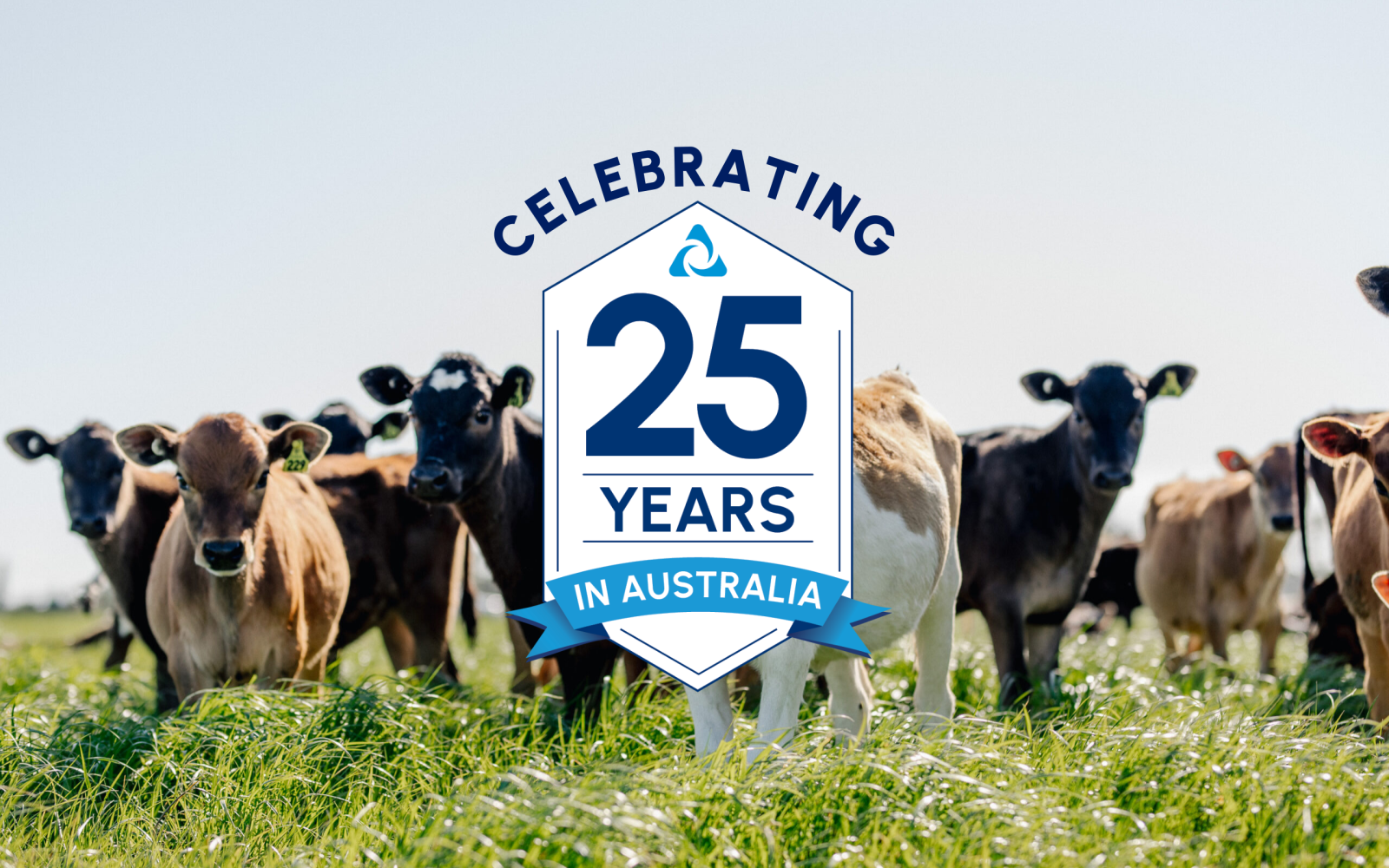 Celebrating 25years of LIC in Australia