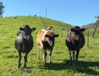 Richard focuses on balanced cows that perform consistently and fit the farming system.